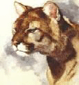 cougar1