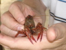 Mudbug