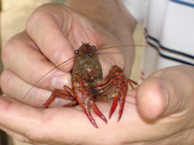 Mudbug