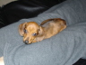 Samson on Glenda's legs