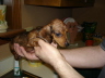 Samson's First Bath
