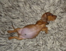 Samson's belly