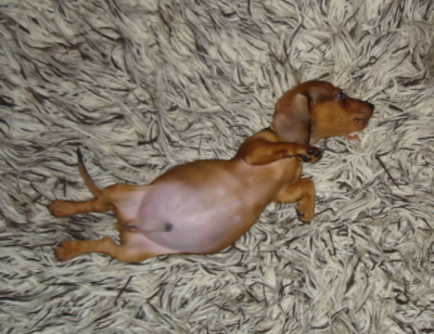 Samson's belly